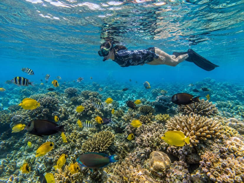 Maui Snorkeling by Month: Best Seasons for Sea Life
