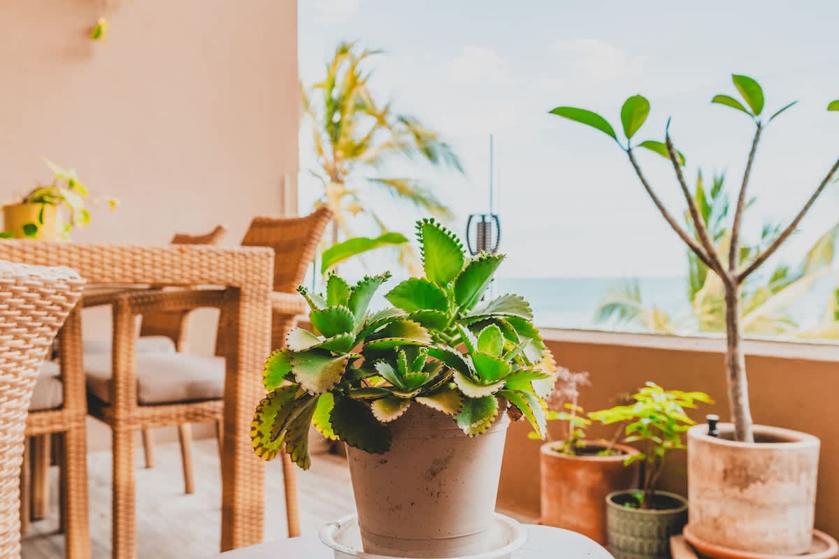 A close-up of a potted succulent plant on a balcony, with a blurred background showing an outdoor dining table, the ocean, and palm trees under a bright sky. Other potted plants are also visible, enhancing the tropical ambiance.