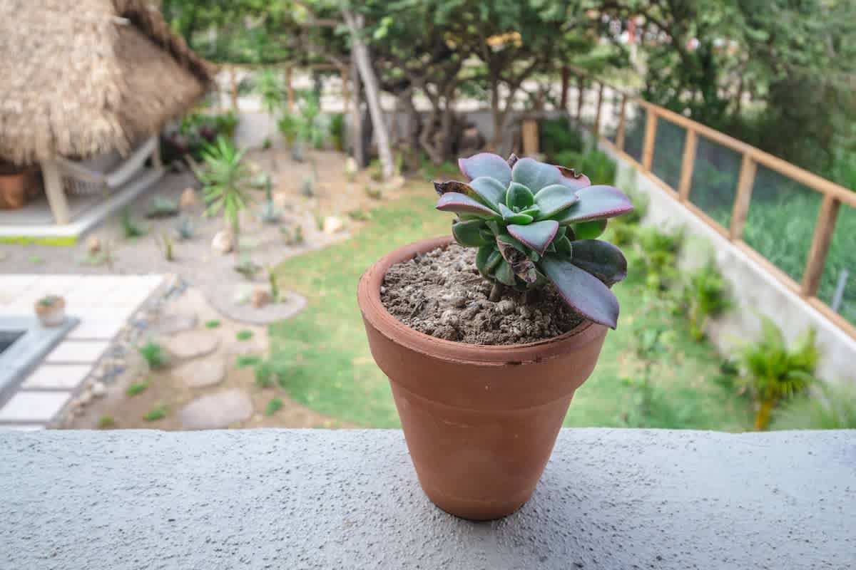 Close-up of a potted succulent plant on a textured concrete ledge, with a blurred background revealing a garden area and a thatched-roof structure.