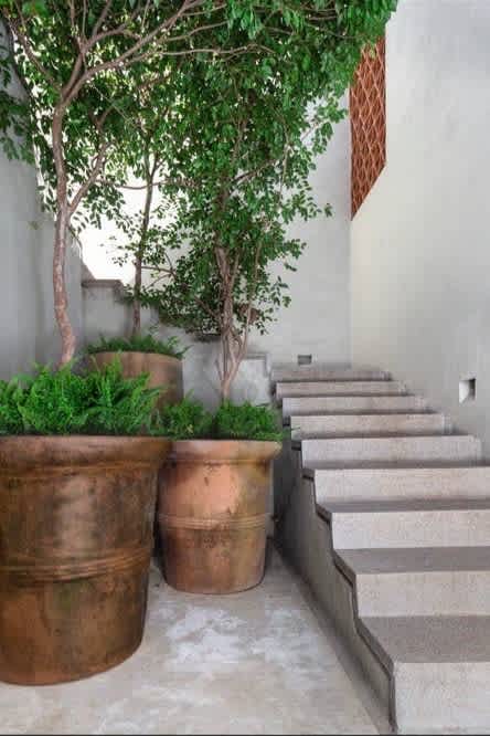 Outdoor pathway with concrete stairs leading upwards, flanked by large, weathered terracotta planters holding small trees and lush green plants. The scene is set against light-colored walls, creating a serene garden ambiance.