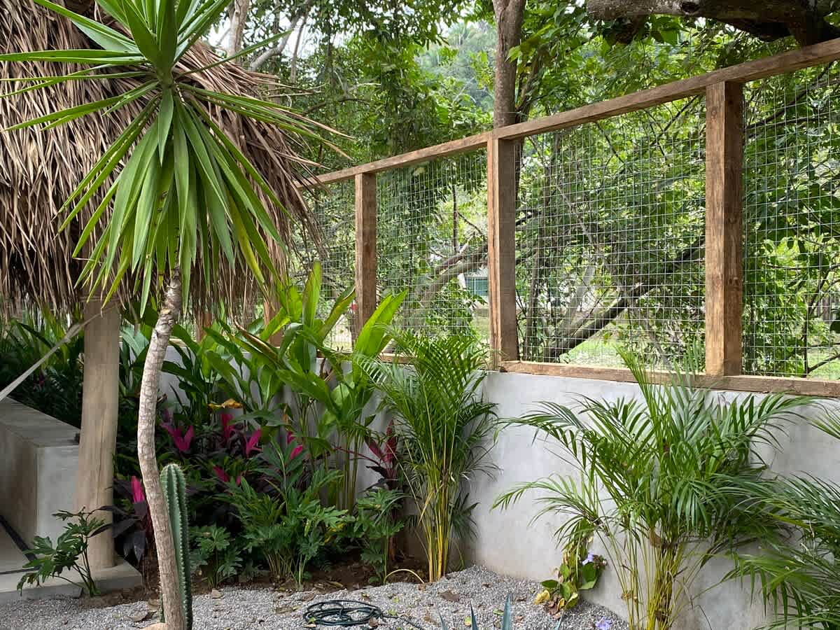 Lush garden area with diverse tropical plants, a tall palm tree, and a concrete wall topped with a wooden frame and wire mesh fence, backing onto dense foliage.