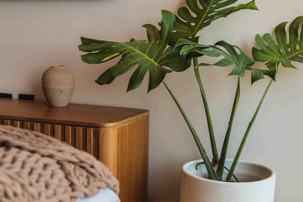 A close-up of a modern bedroom corner featuring a large Monstera plant in a white pot next to a wooden nightstand with a textured vase, and a cozy knitted blanket on the bed.