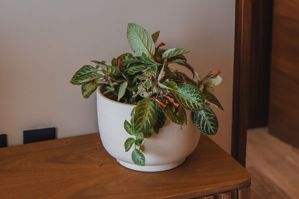 A vibrant potted plant with lush green leaves and small red flowers sits on a wooden console table, adding a touch of nature to the interior space.