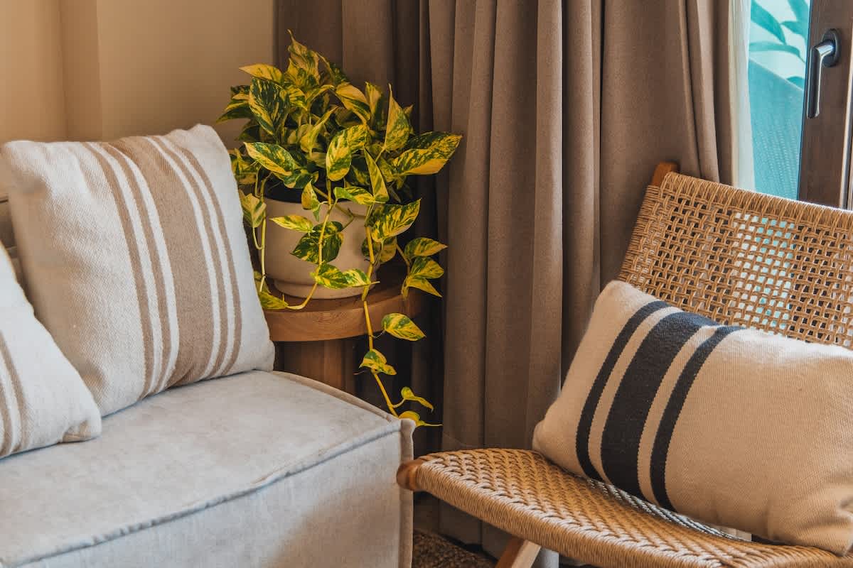 A comfortable living area with a light beige sofa and striped throw pillows, adjacent to a woven chair with a dark striped pillow. A vibrant green and yellow pothos plant in a white pot adds a touch of nature, set against neutral curtains.