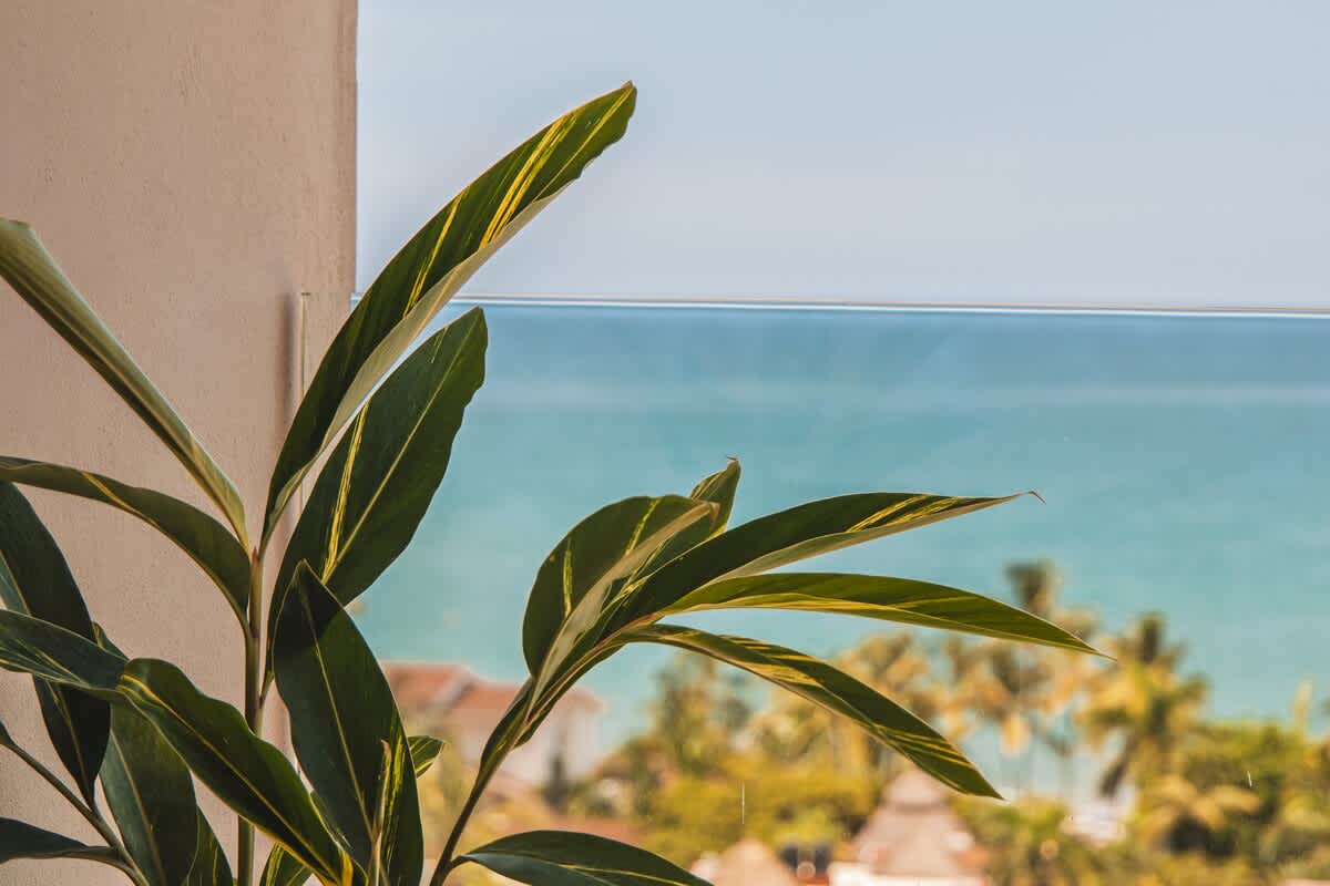 Lush green and yellow variegated plant leaves frame a serene ocean view with a clear blue sky and distant palm trees, seen through a glass railing.