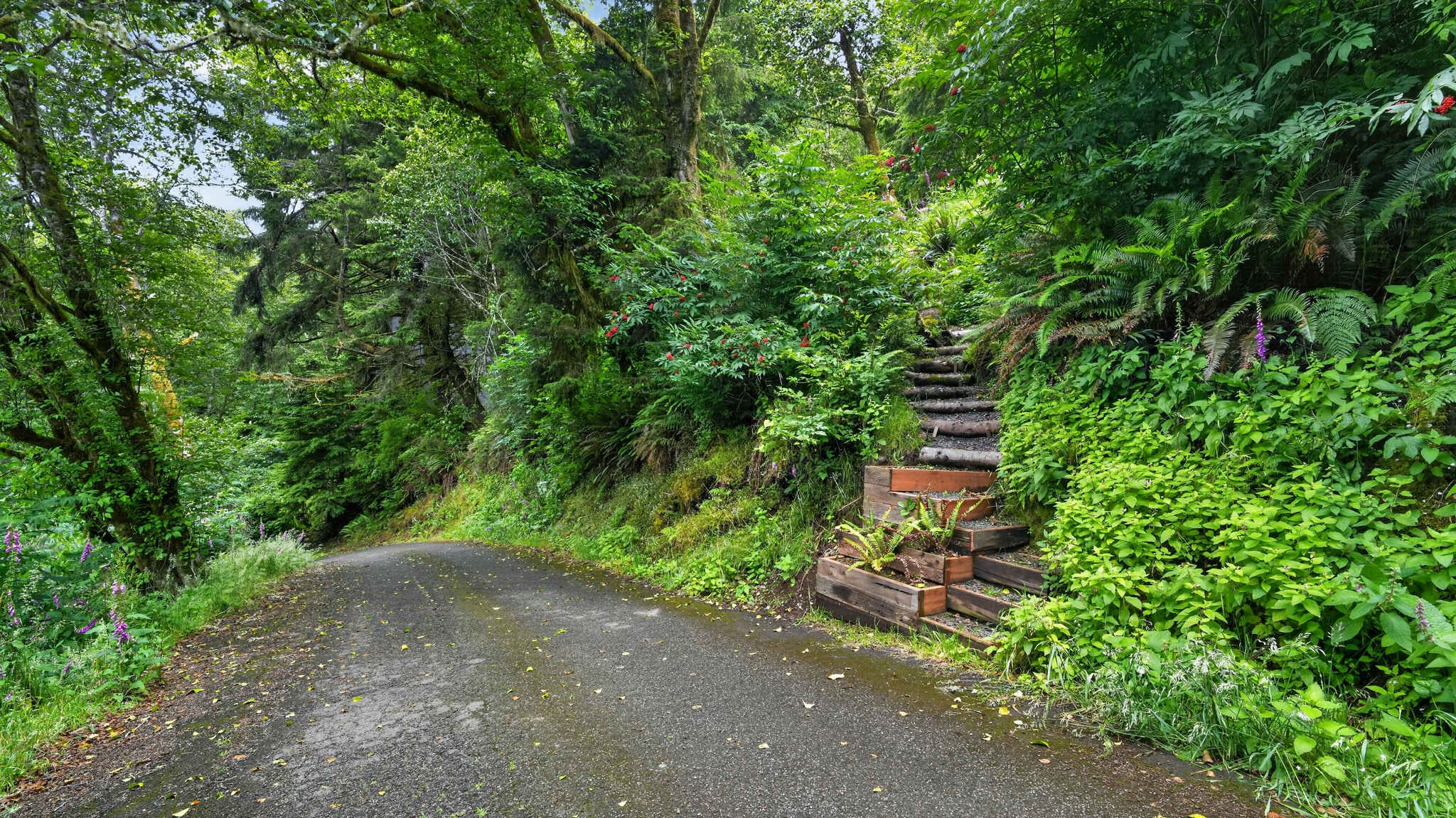 A winding asphalt driveway cuts through a dense, vibrant green forest. On the right, rustic log steps with wooden planters ascend a mossy, plant-covered hillside, leading into the lush foliage.