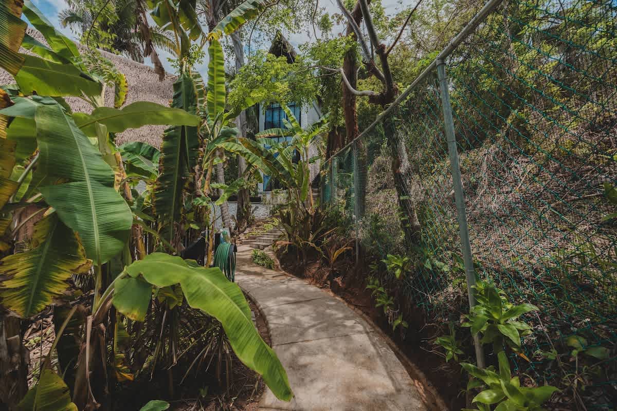 A winding concrete pathway surrounded by lush tropical foliage, including large banana plants, leading towards a white building with a thatched roof in the distance.