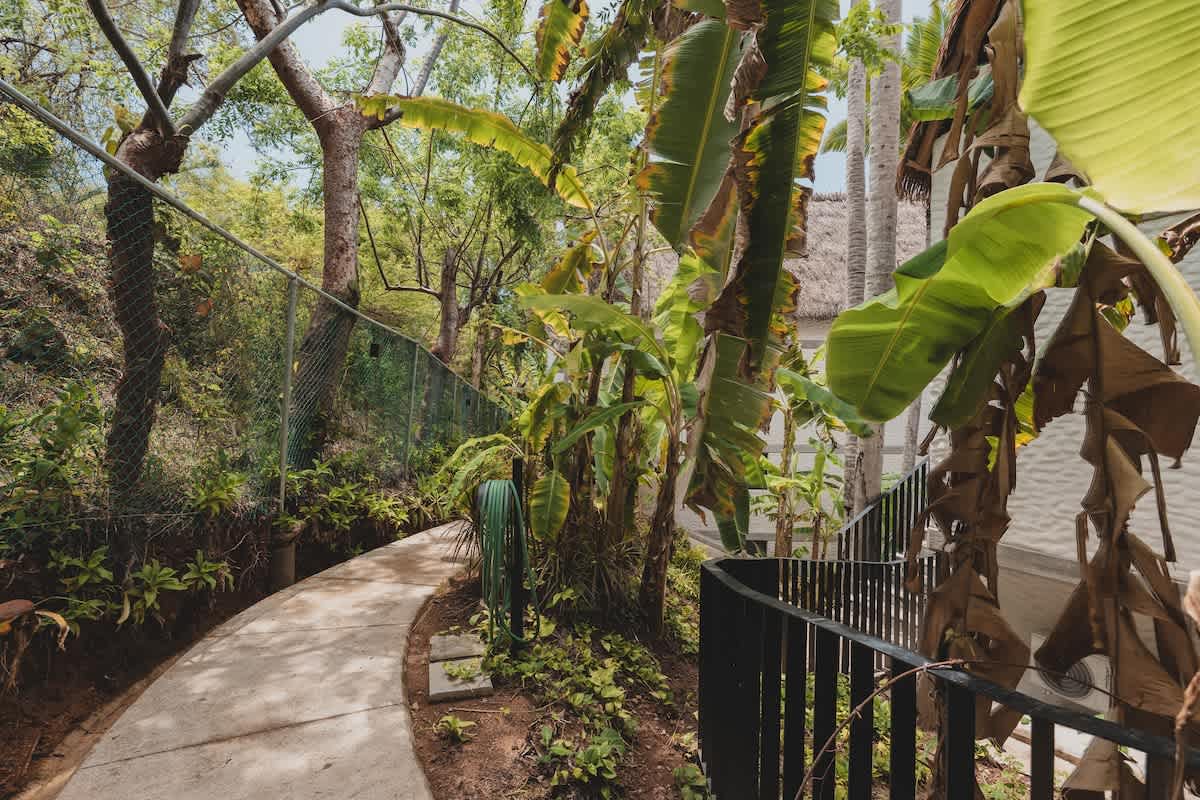 A curved concrete pathway bordered by lush green plants and a black metal railing, with tall palm trees and dense foliage in the background under a bright sky.