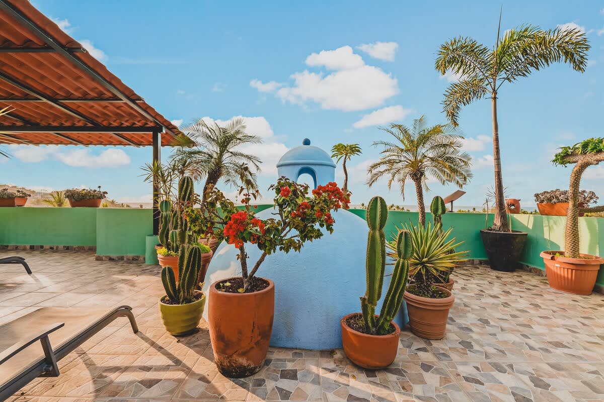 A vibrant rooftop terrace features a light blue dome structure adorned with potted bougainvillea and cacti, surrounded by various palm trees and lounge chairs, all on patterned tile under a sunny sky.