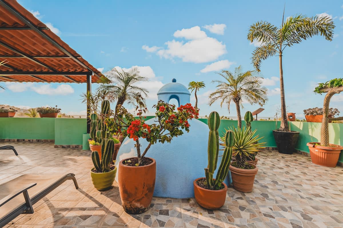 A vibrant rooftop deck features a light blue dome structure adorned with flowering plants and various potted cacti, surrounded by tall palm trees and a covered patio area, bathed in sunlight.