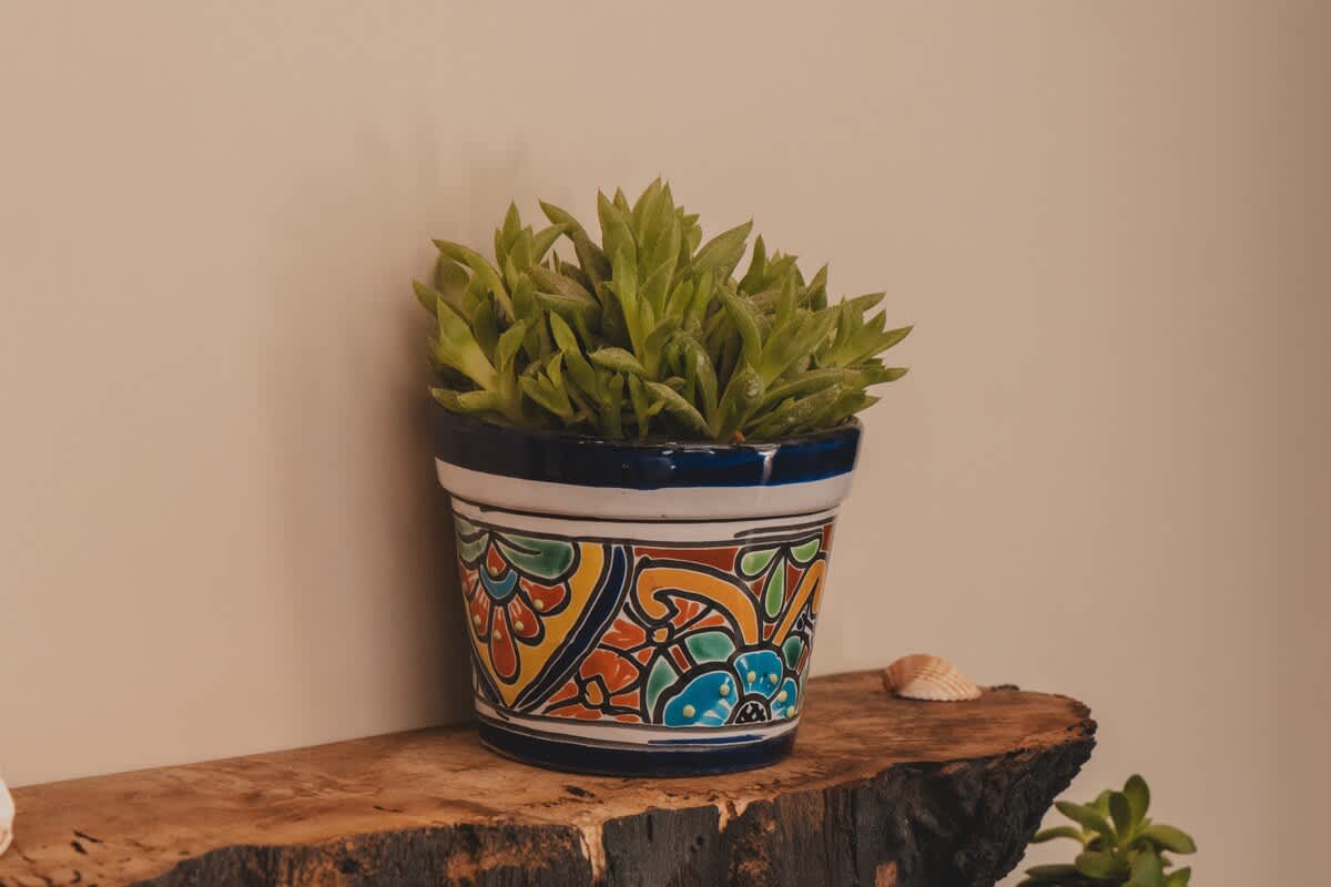 A vibrant, hand-painted ceramic pot with a succulent plant sits on a rustic, live-edge wooden shelf against a neutral wall. A small seashell adds a subtle coastal accent to the decor.