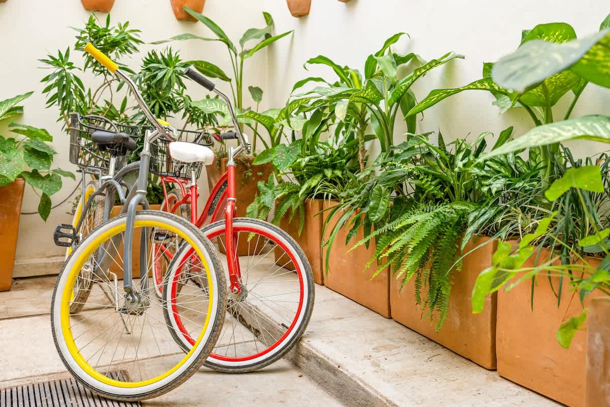 Two colorful bicycles, one red and one gray with yellow wheels, lean against a white wall, surrounded by various potted green plants in terracotta planters.