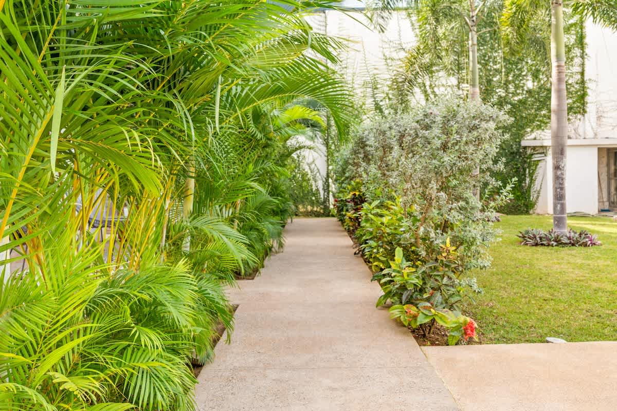 A concrete pathway winds through a dense, vibrant tropical garden, flanked by tall, leafy palm fronds and various green shrubs, creating a secluded and natural ambiance. The path leads towards a bright area in the distance.