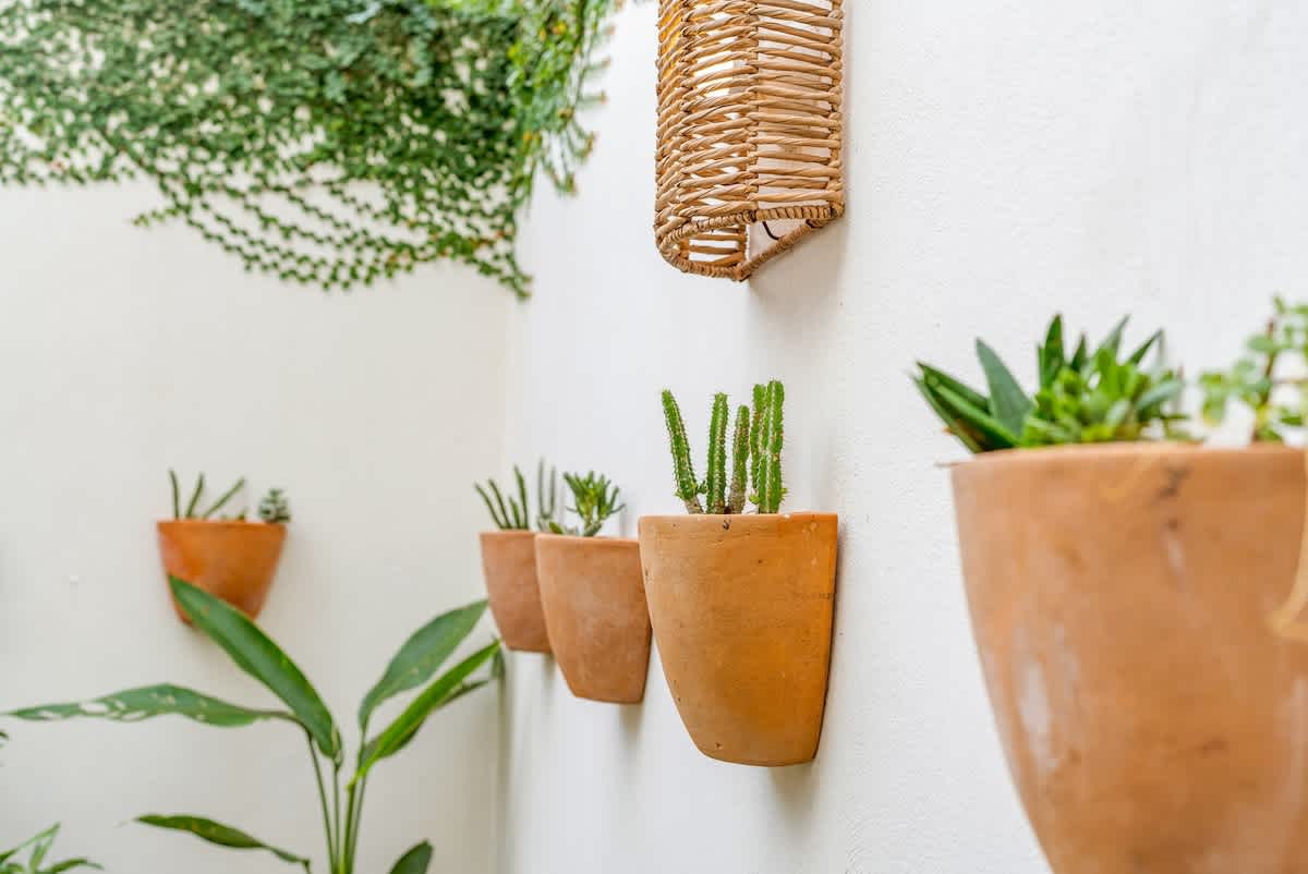 A white outdoor wall is adorned with a row of terracotta wall planters holding various succulents and cacti, alongside a woven light fixture and climbing green vines. A large green leaf plant is visible at the bottom left.