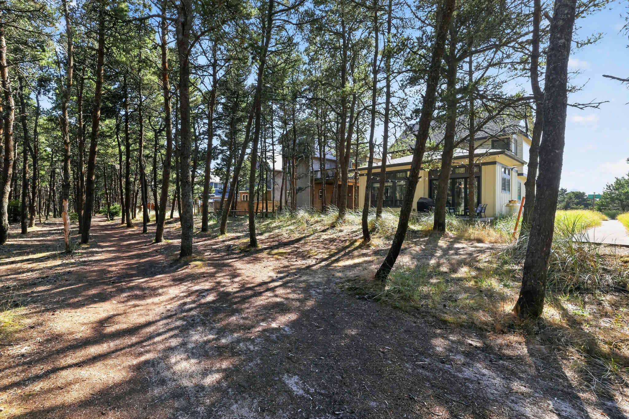 A dirt path winds through a dense forest of tall, slender pine trees with a house visible in the background, suggesting a secluded natural setting. Sunlight filters through the tree canopy, creating dappled shadows on the ground.