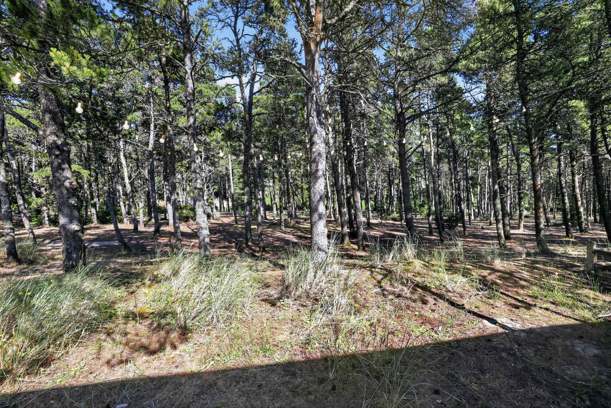A serene forest scene dominated by numerous tall, slender pine trees with string lights strung between them, creating a magical ambiance. The ground is covered with pine needles and sparse undergrowth, suggesting a natural, undeveloped yard area.