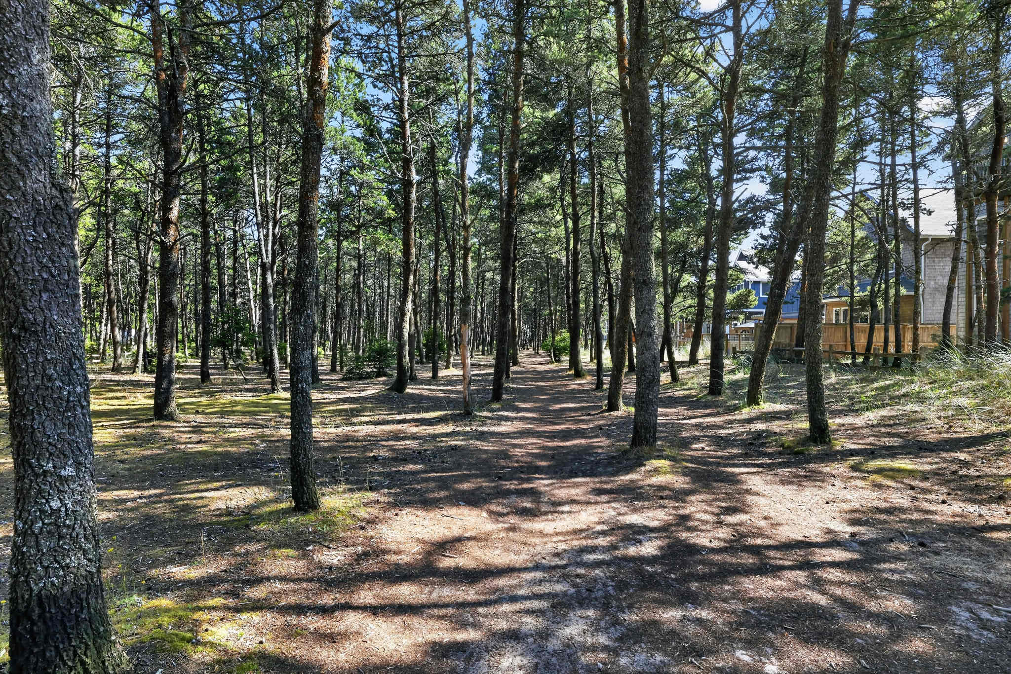A serene, sun-dappled path winds through a dense pine forest, with tall, slender tree trunks creating natural corridors. The ground is covered in pine needles and sparse undergrowth, suggesting a tranquil natural setting.