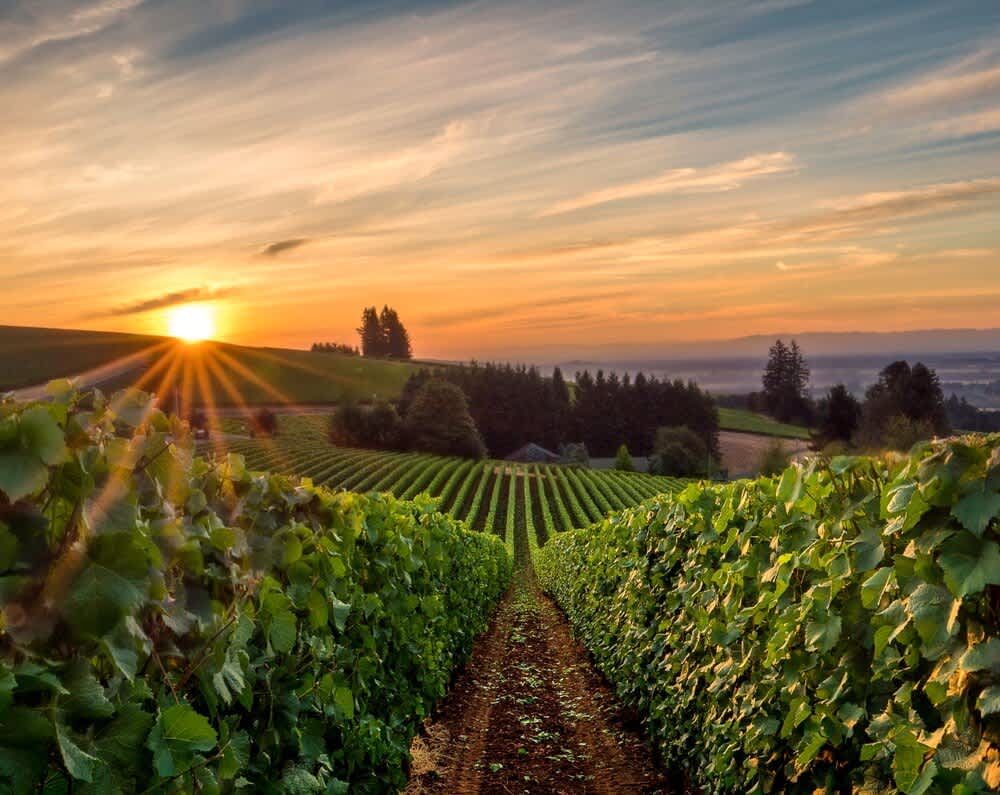 A breathtaking vineyard landscape unfolds at sunset, with endless rows of vibrant green grapevines stretching towards the horizon under a dramatic sky. The setting sun casts a brilliant golden glow and long shadows across the rolling hills.