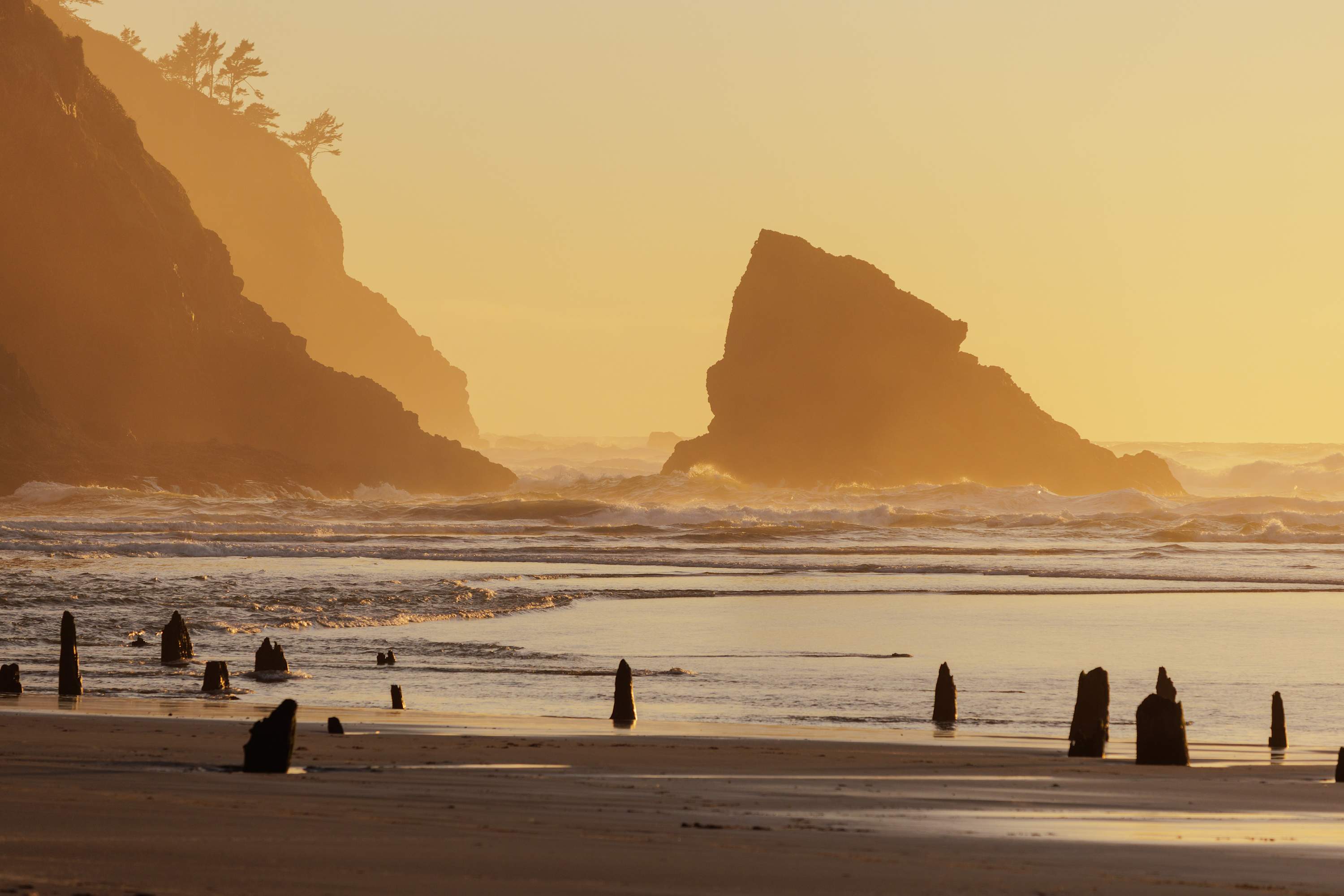 A serene beach scene at sunset with golden light illuminating the ocean waves and distant sea stacks, featuring ancient wooden posts (ghost forest) emerging from the wet sand in the foreground.
