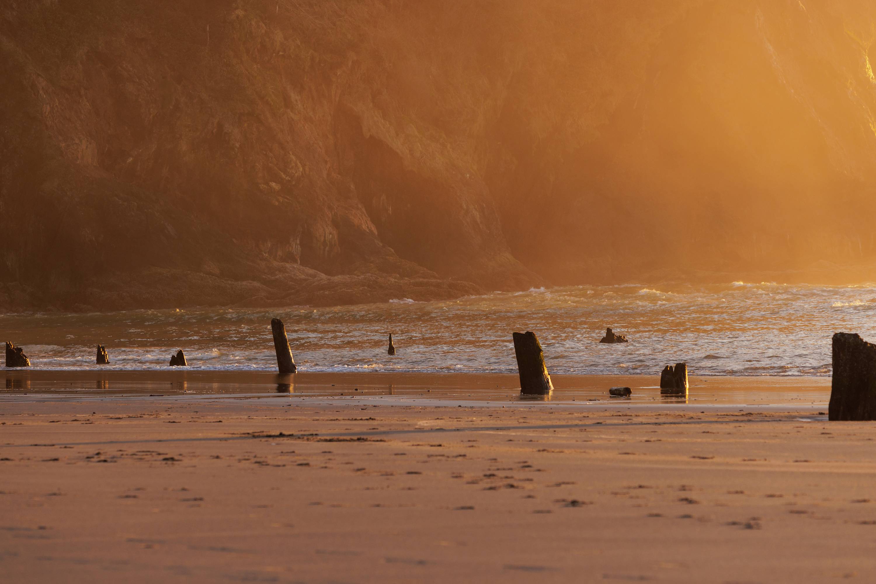 A close-up view of the beach at sunset, highlighting the ancient wooden posts of a ghost forest partially submerged in the shallow water, with golden light reflecting off the wet sand and ocean waves.