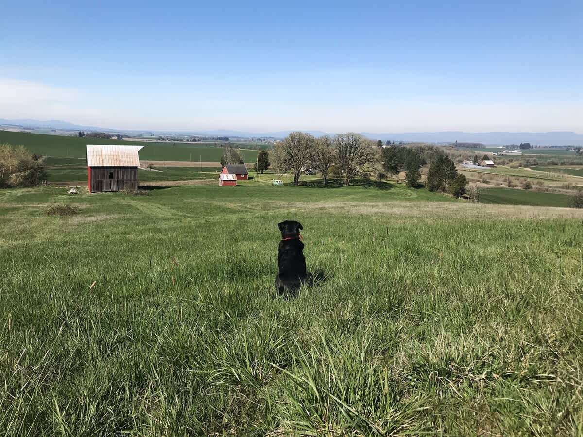 A black dog sits in a vibrant green grassy field, overlooking a rural landscape with red barns and distant hills under a clear blue sky.