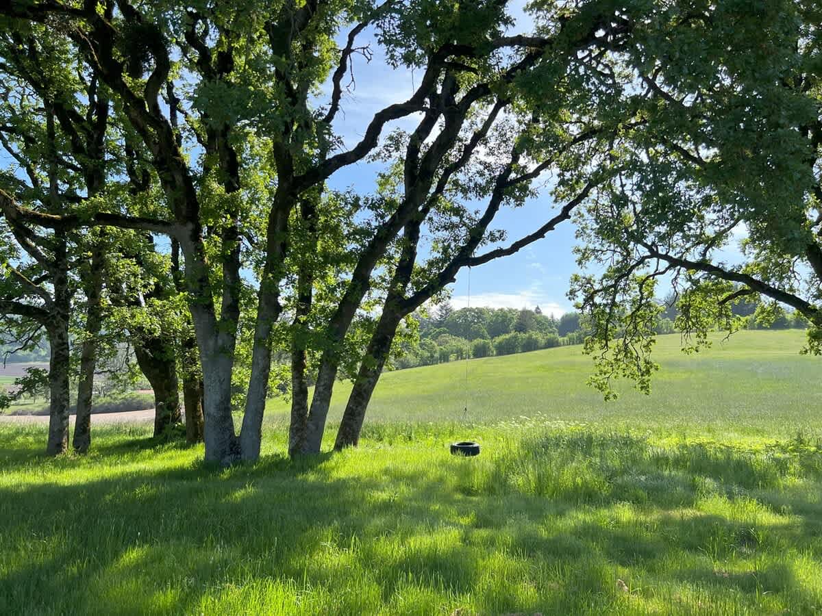 A lush green lawn stretches into the distance under a bright sky, framed by mature trees with dappled sunlight, featuring a rustic tire swing hanging from a large tree branch.