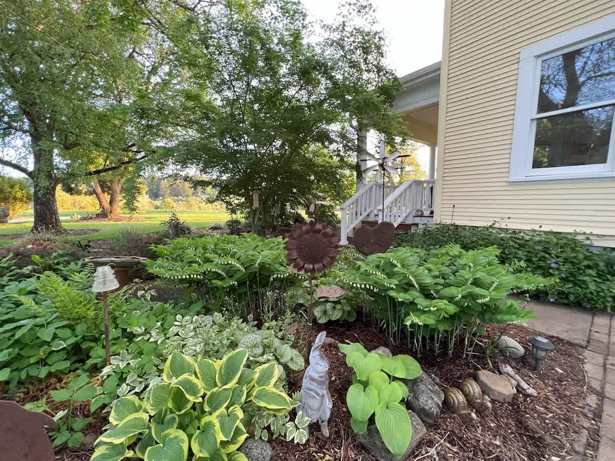 A vibrant garden bed flourishes beside the yellow farmhouse, showcasing a variety of hostas and green plants, accented with decorative metal art and a rabbit statue, under dappled sunlight.