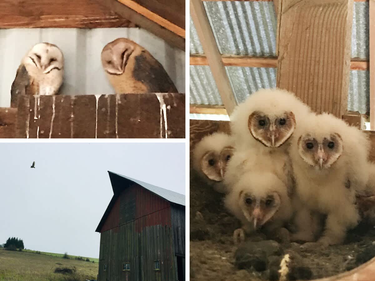A collage showcasing barn owls, with two adult owls perched inside a wooden structure, four fluffy chicks in a nest, and an owl in flight near a rustic barn, highlighting the farm's namesake.