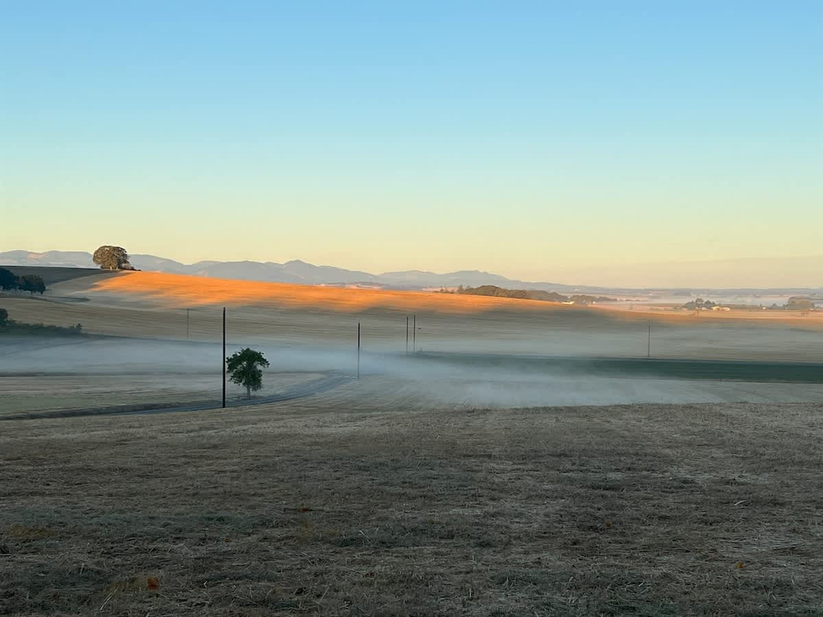 A tranquil morning scene of rolling golden fields partially covered by a low-lying mist or fog, with distant hills bathed in warm sunlight under a clear blue sky, featuring power lines and a solitary tree.