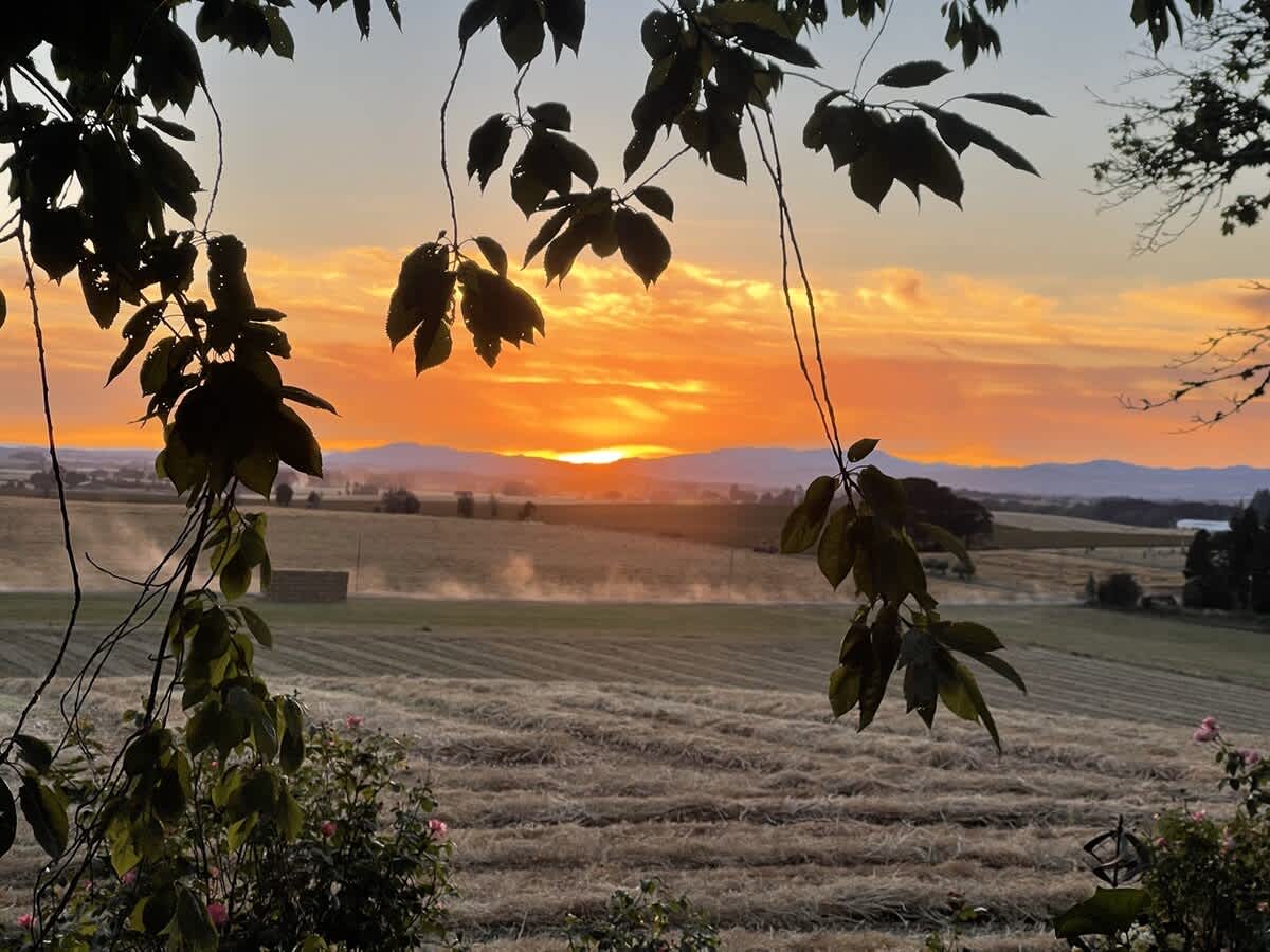 A dramatic sunset paints the sky in vibrant orange and yellow hues over vast, recently harvested fields, with distant hay bales and a hazy horizon, framed by the dark silhouettes of tree leaves and branches in the foreground.