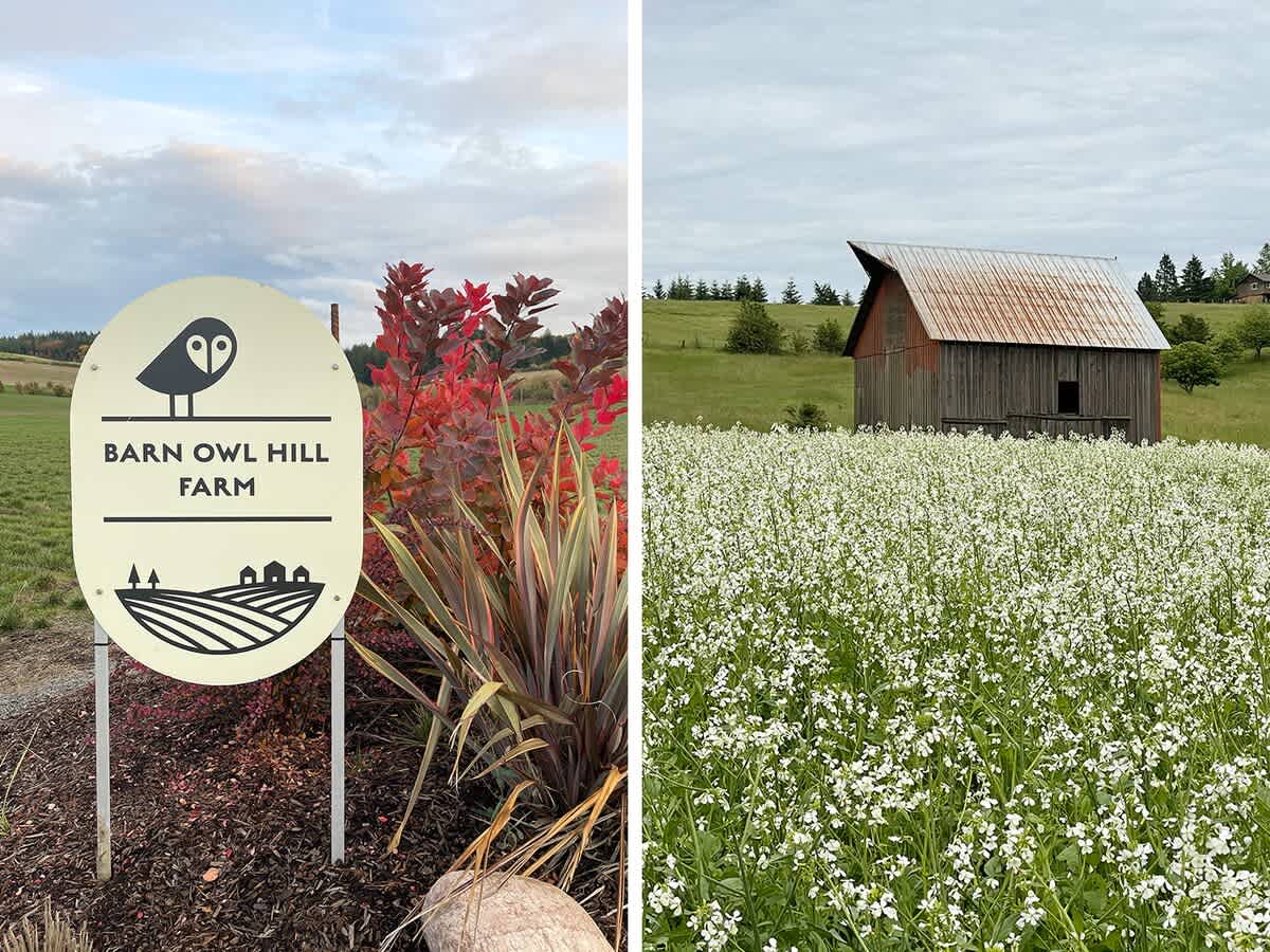 A split image featuring the "Barn Owl Hill Farm" sign with an owl logo and vibrant foliage on the left, and a rustic wooden barn with a metal roof amidst a field of white flowers on the right.