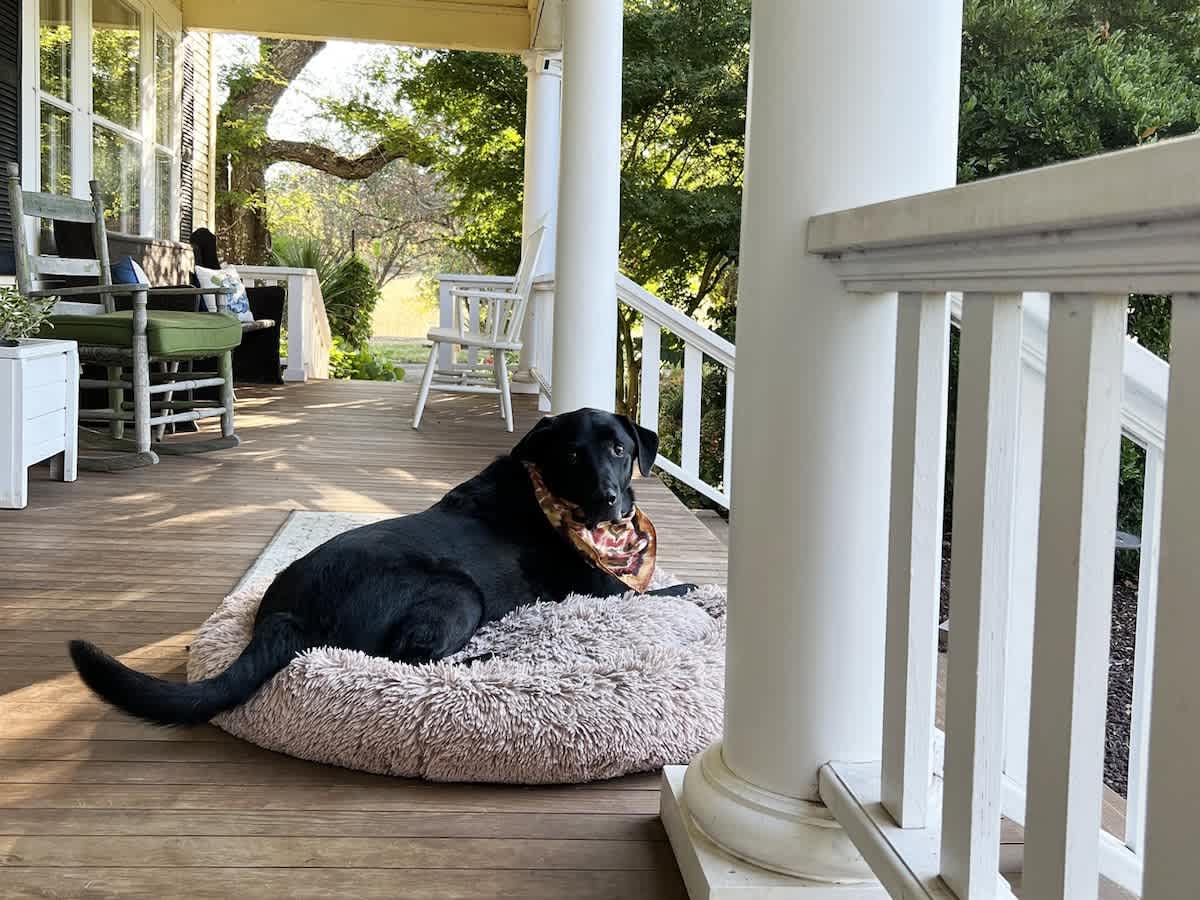 A black dog with a patterned bandana rests on a fluffy bed on a wooden porch, looking towards the camera. White columns and railings frame the outdoor space, with lush greenery visible in the background.