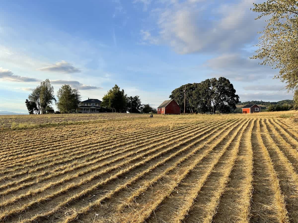 An expansive view of golden harvested fields with distinct linear patterns, leading up to a large traditional farm house, a red barn, and smaller outbuildings nestled among mature trees on a gentle rise under a partly cloudy blue sky.