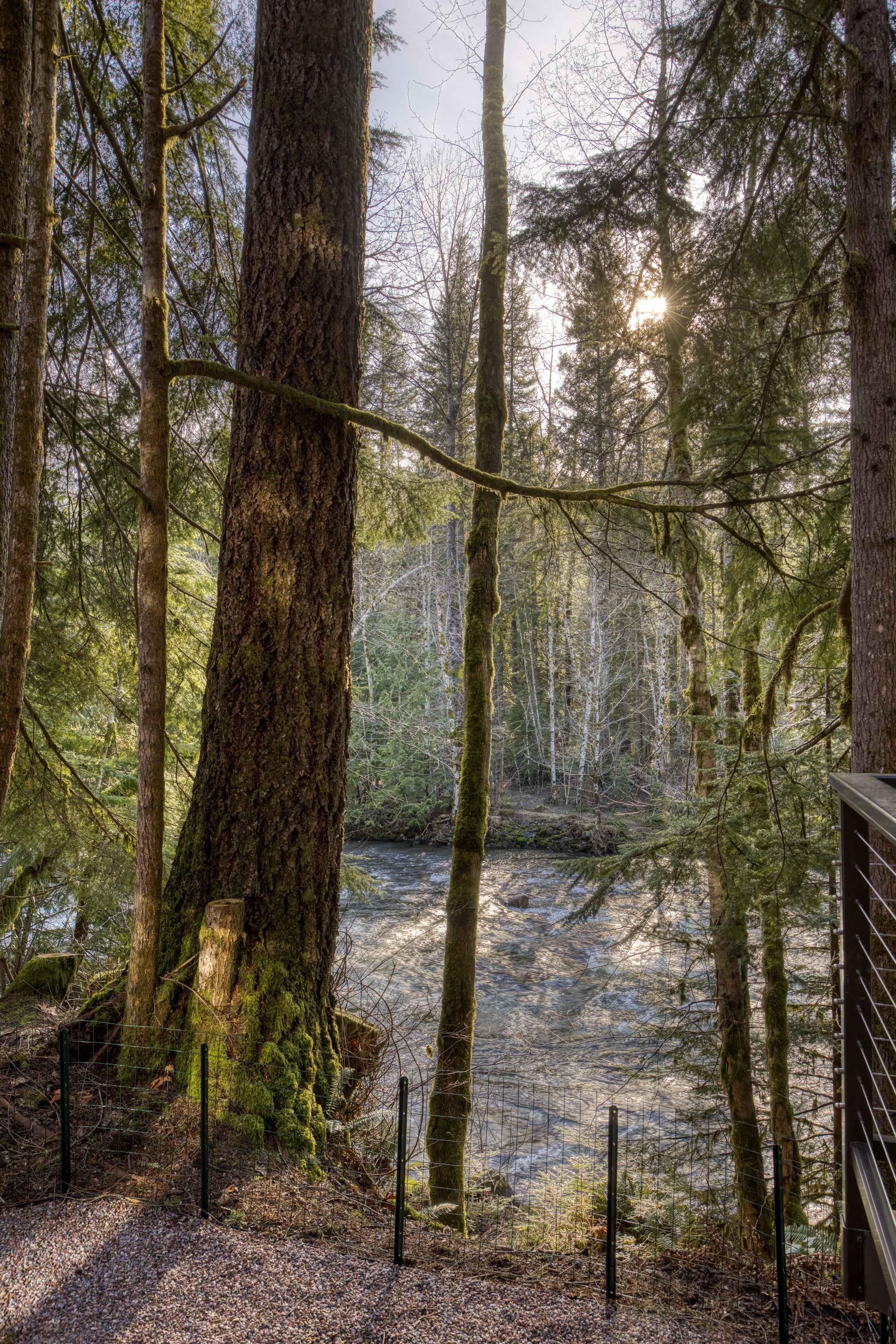 A serene view of a flowing river through a dense, moss-covered forest, with bright sunlight filtering through the trees and a partial view of a wire fence.