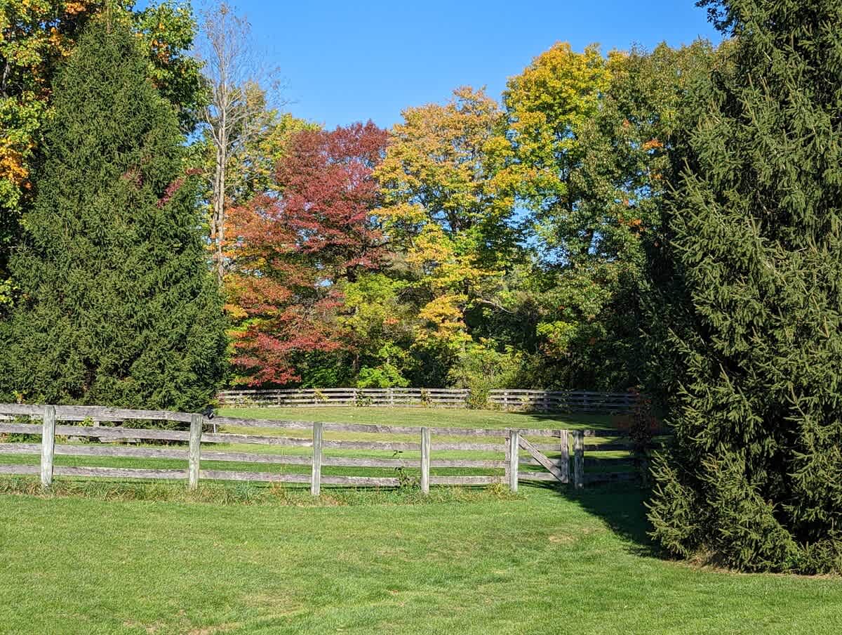 Vibrant autumn scene featuring a lush green lawn and a rustic wooden fence, backed by a forest of trees showcasing brilliant red, yellow, and green fall foliage.
