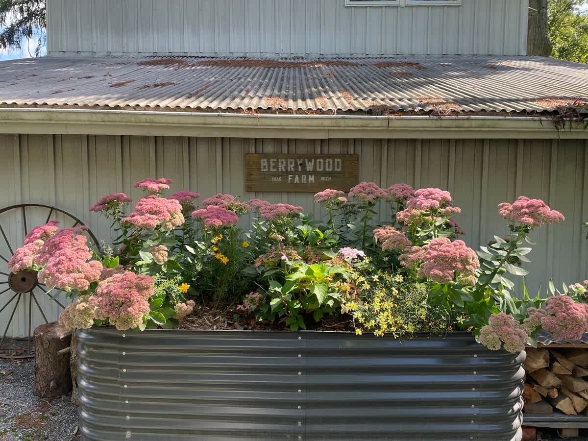 A large, dark corrugated metal raised garden bed is filled with an abundance of vibrant pink sedum flowers and various green plants, positioned in front of a light-colored building. A rustic wooden sign above reads 'BERRYWOOD FARM', with a decorative wagon wheel and stacked firewood nearby.