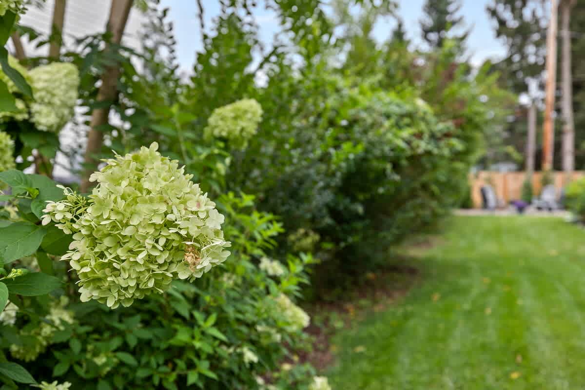 A close-up of vibrant green hydrangeas in bloom, with a blurred background showing a lush green lawn and the fire pit area in the distance, surrounded by trees.
