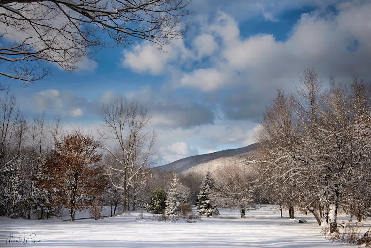 Expansive winter landscape with a blanket of fresh snow covering the ground and trees, featuring a mix of deciduous and evergreen trees, under a partly cloudy blue sky with distant snow-capped mountains.