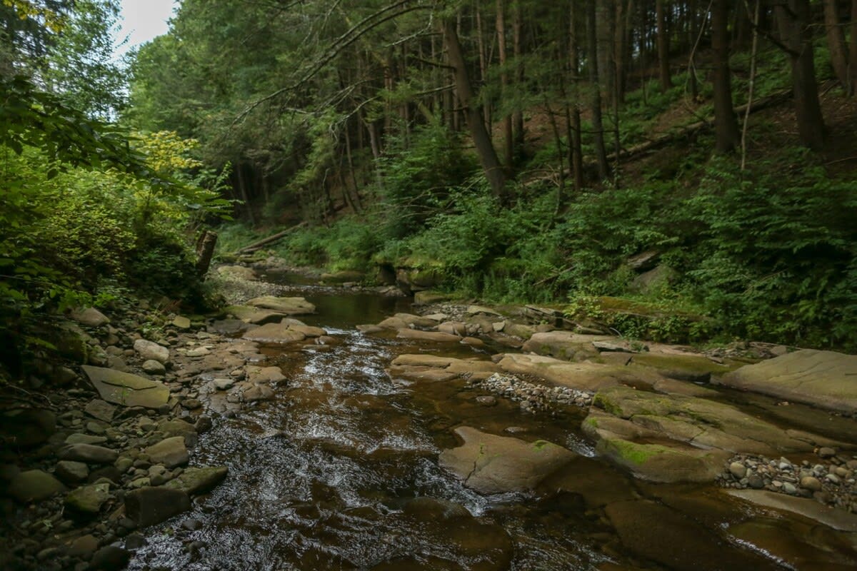 A shallow, rocky river flows through a lush, green forest, with large moss-covered stones and dense foliage lining its banks under a soft, overcast sky.