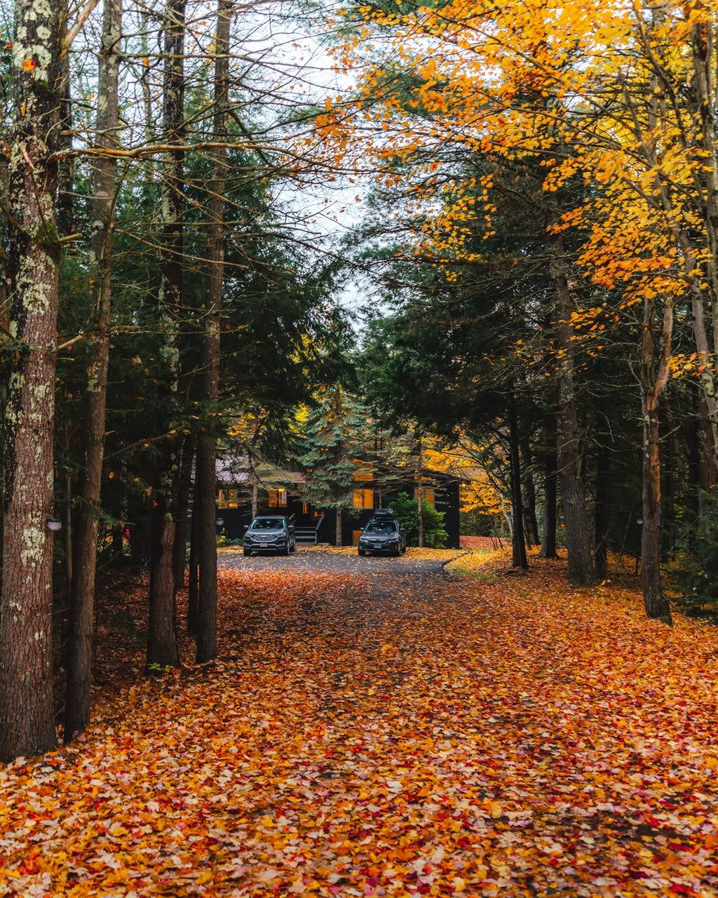 Long gravel driveway covered in vibrant orange and yellow autumn leaves, leading to the dark modern house partially visible through tall trees. Two cars are parked in front of the house.