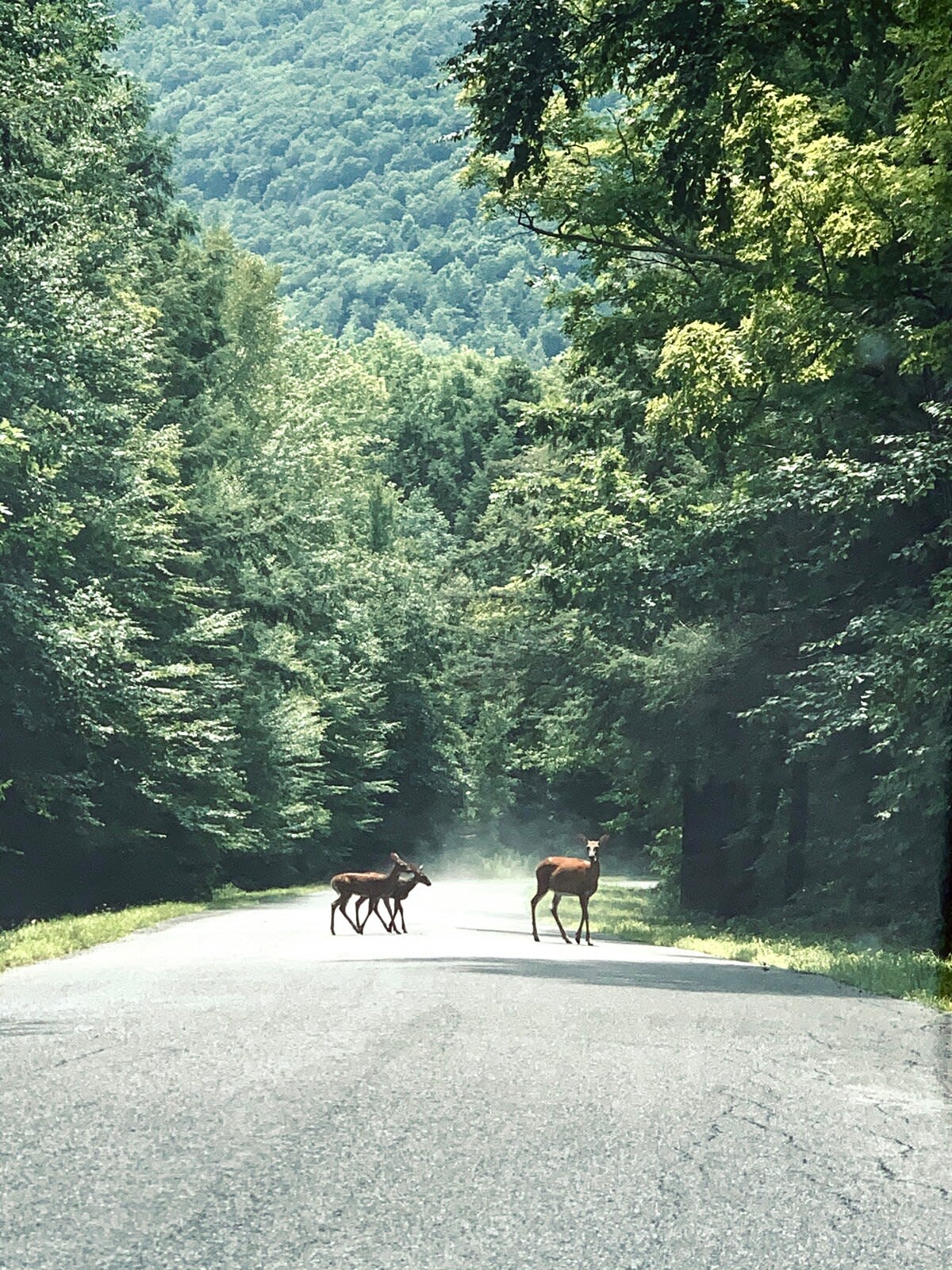 Three deer, including two fawns, stand on a sun-dappled asphalt road winding through a dense, verdant forest with tall trees and distant hills.