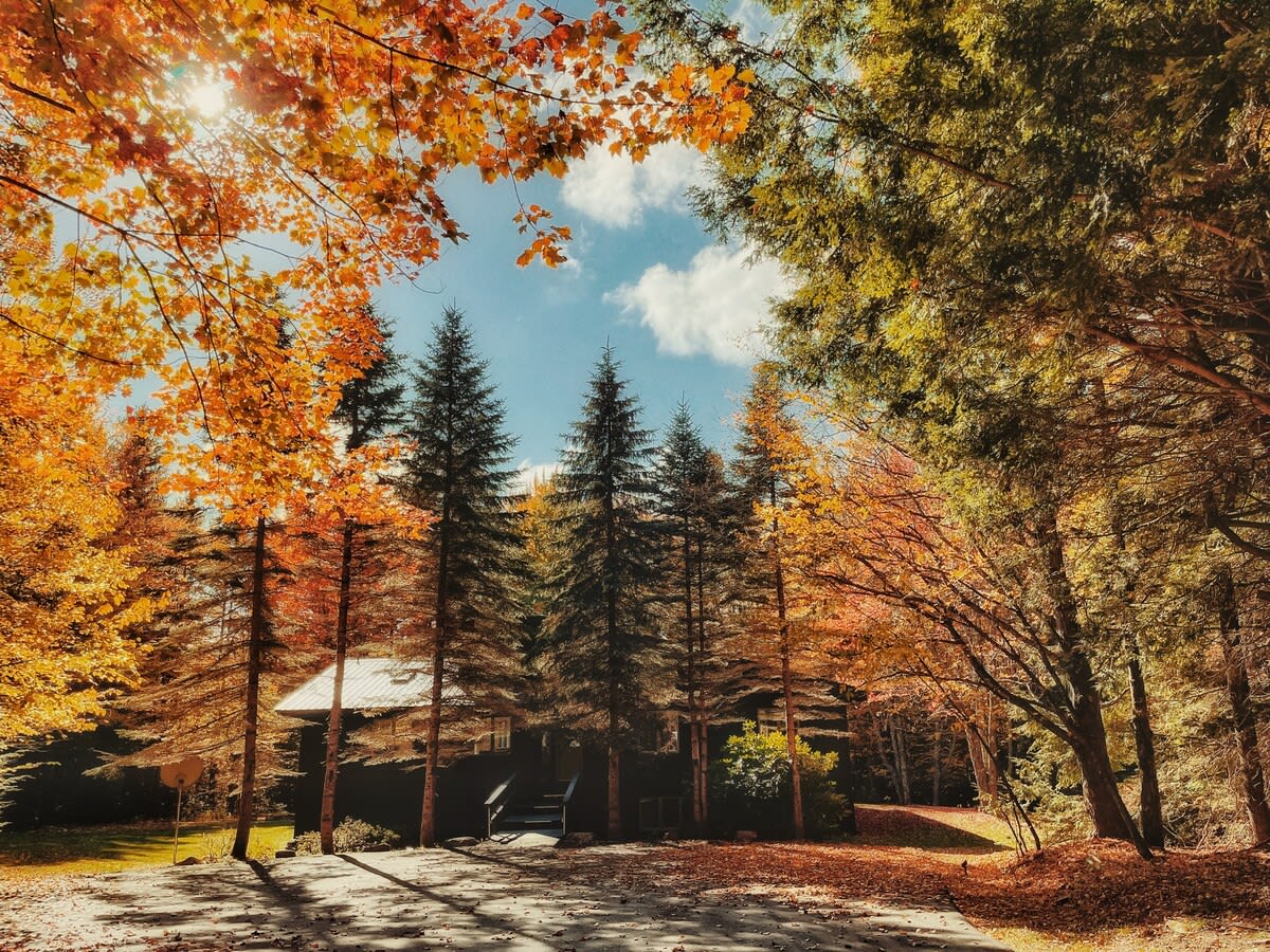 The dark modern cabin is nestled among tall evergreen and deciduous trees with vibrant orange and yellow autumn foliage under a bright blue sky. A paved driveway leads to the front entrance.