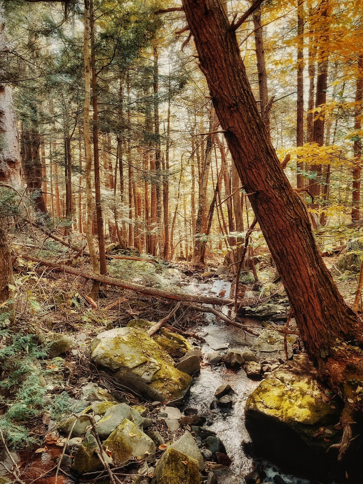 A serene forest scene features a winding rocky stream with moss-covered boulders, surrounded by tall trees with hints of autumn foliage and fallen logs.