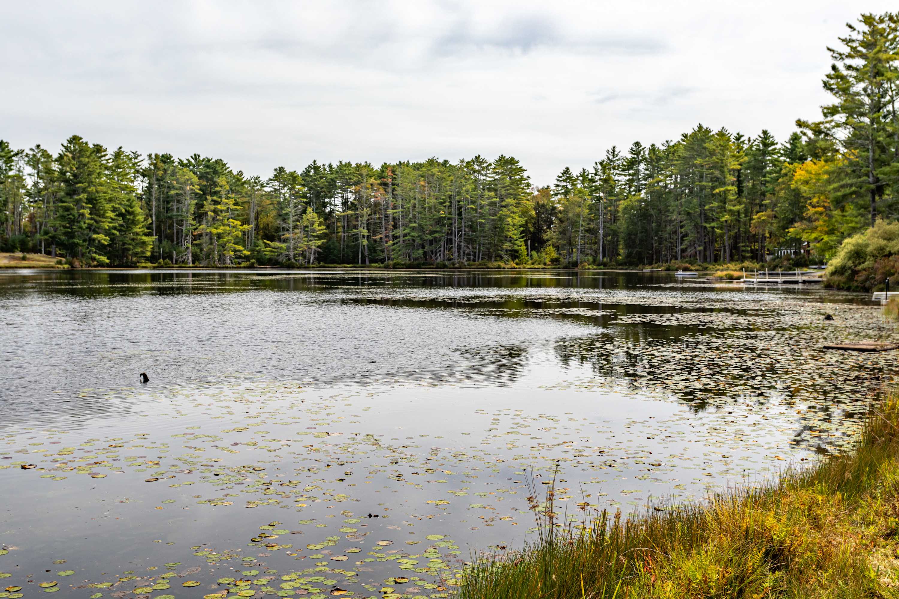 Serene lake view with lily pads on the water's surface, surrounded by a dense forest of green pine and deciduous trees under a cloudy sky. A small dock is visible on the right side of the lake.