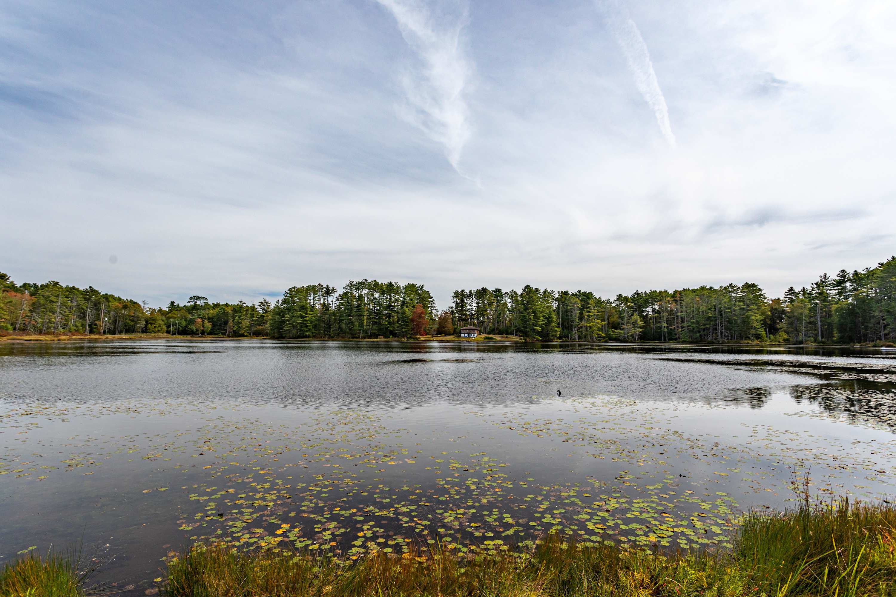 Serene lake with scattered lily pads reflecting a cloudy sky, surrounded by dense green and autumnal trees, with a distant house visible on the far shore.