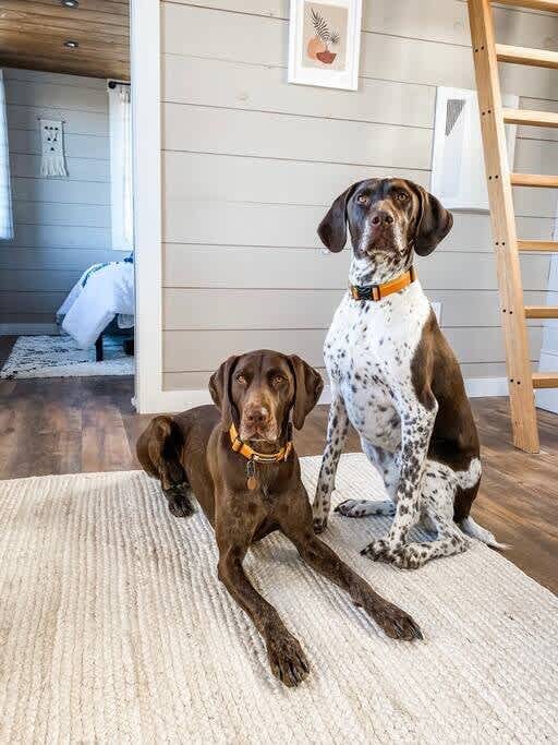 Two German Shorthaired Pointers, one sitting and one lying, on a light-colored rug over a wooden floor. Shiplap walls and a wooden ladder are visible in the background, suggesting a living area.