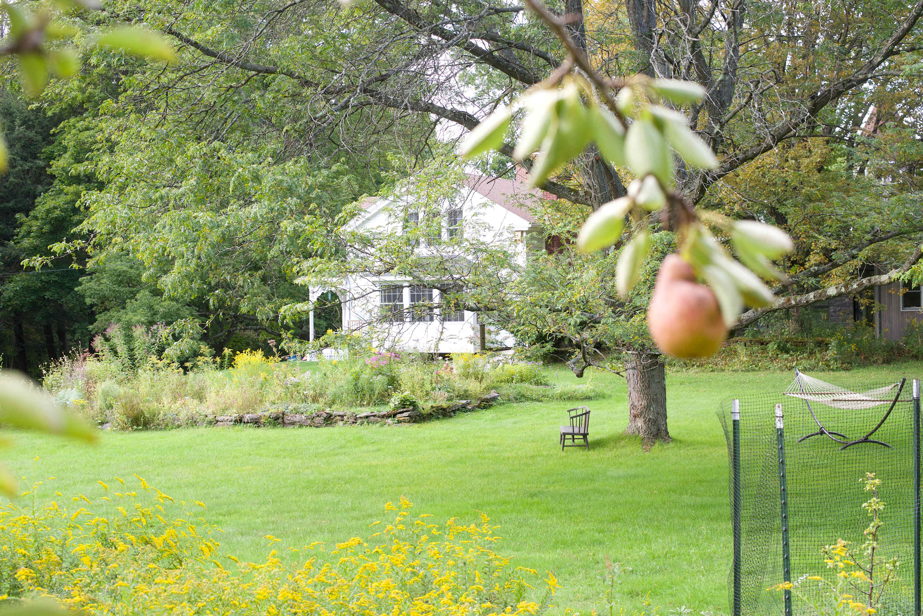 A distant view of a white house with a porch, situated on a sprawling green lawn with mature trees and a garden, seen through the foreground of a tree branch with a single pear.