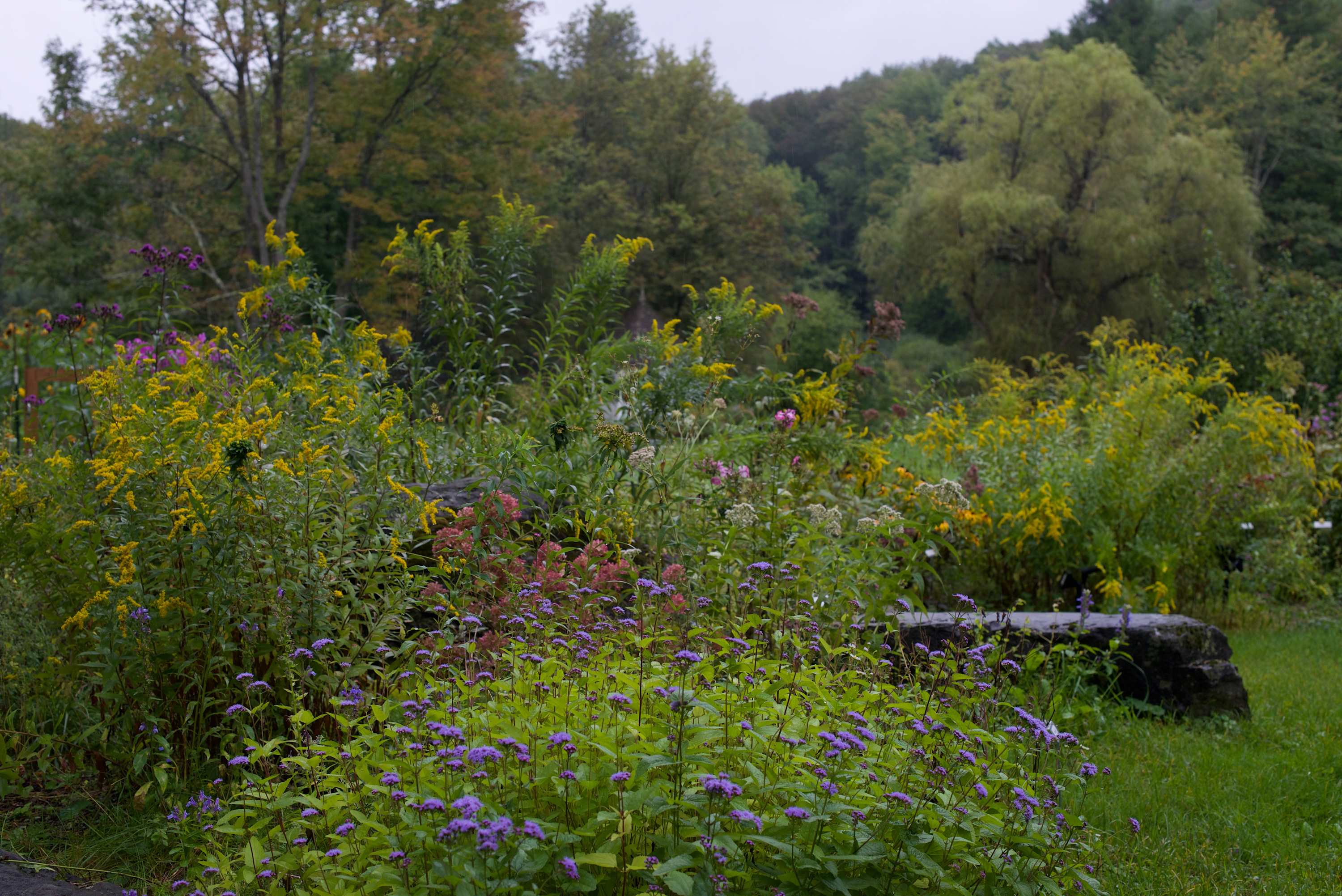 A vibrant garden scene showcasing a dense array of yellow goldenrod, purple verbena-like flowers, and some pink blooms, set against a backdrop of lush green trees. A dark, weathered rock is partially visible in the foreground, adding to the natural aesthetic.