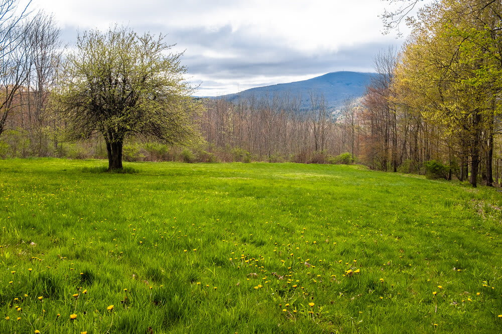 A wide, open grassy field dotted with yellow dandelions stretches towards a distant tree line and mountains under a partly cloudy sky. The natural landscape offers a sense of spaciousness and tranquility.