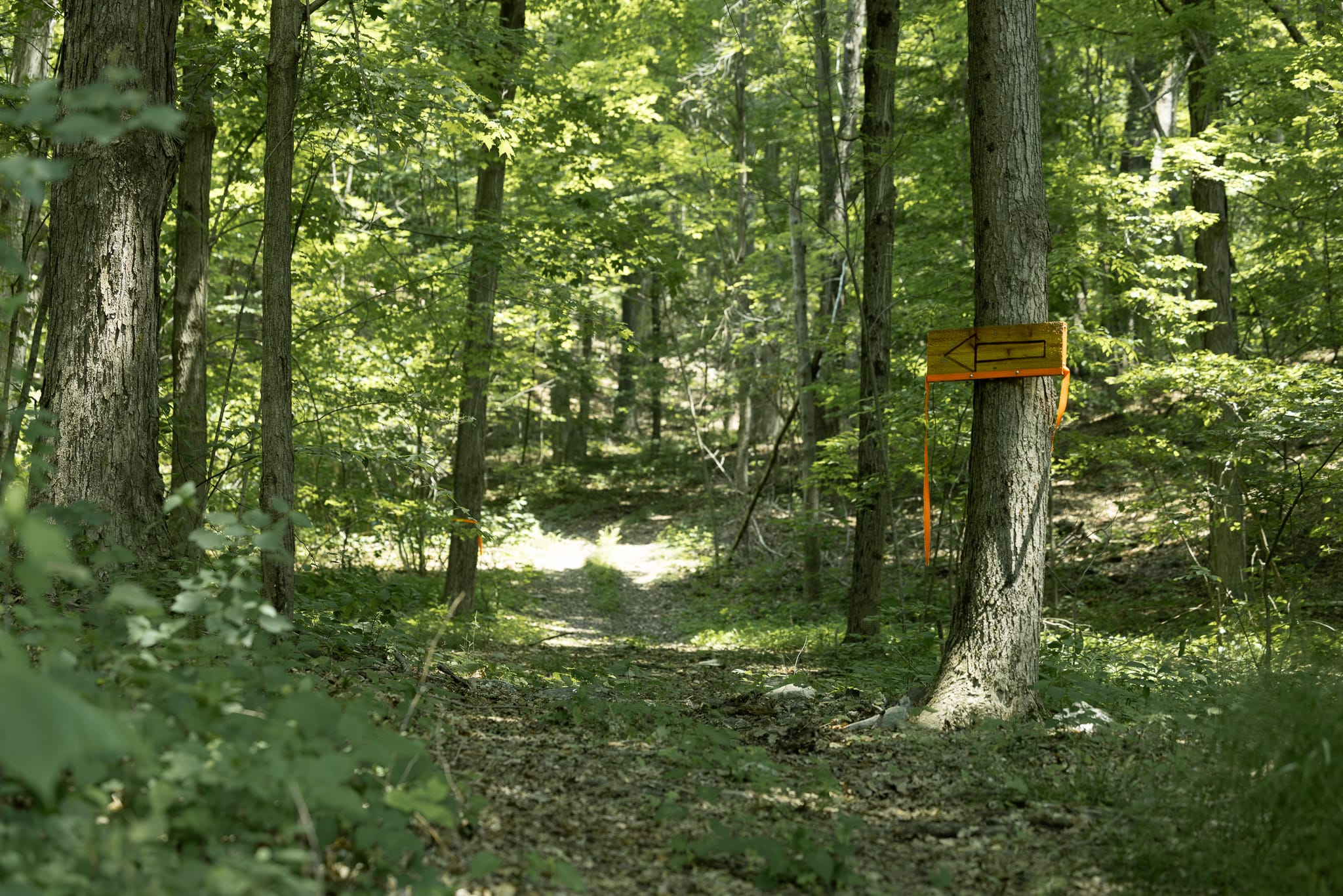 A narrow, leaf-strewn path leads deeper into a dense forest with tall, slender trees and dappled sunlight filtering through the green canopy. A rustic wooden sign with orange markings is nailed to a tree trunk on the right, indicating a trail.